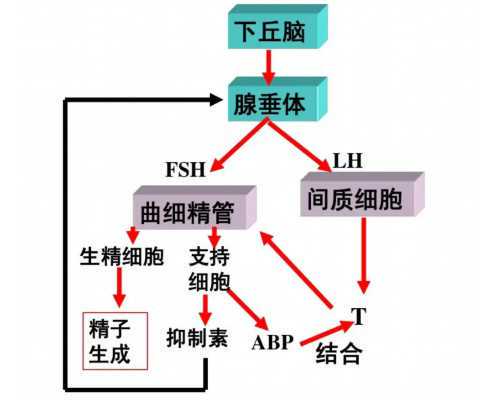 吃什么能贵州助孕？